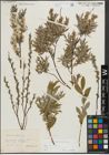 Foto von Salix repens subsp. rosmarinifolia (L.) Andersson